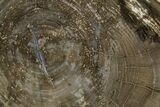Petrified Wood (Schinoxylon) Round - Blue Forest, Wyoming #365860-1